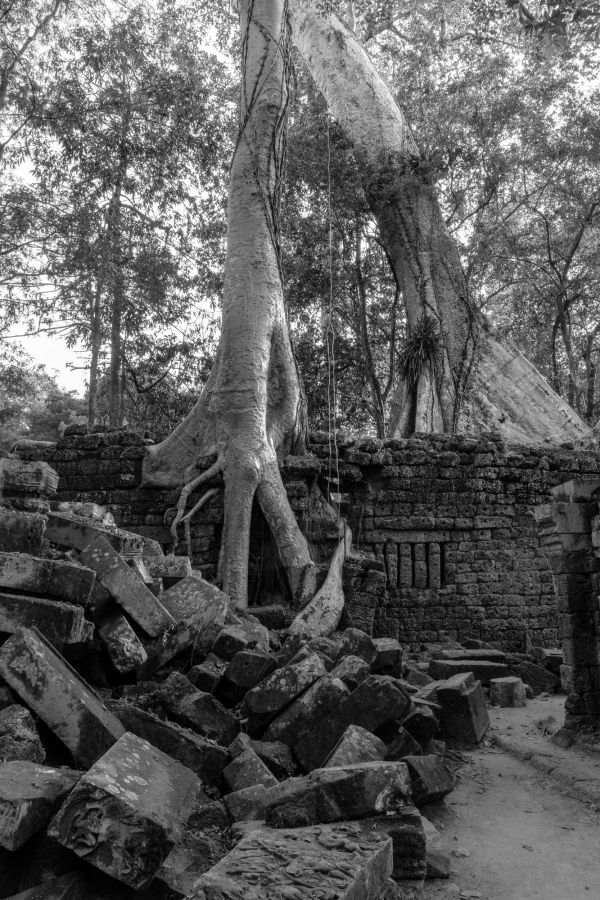 ta prohm-81.jpg